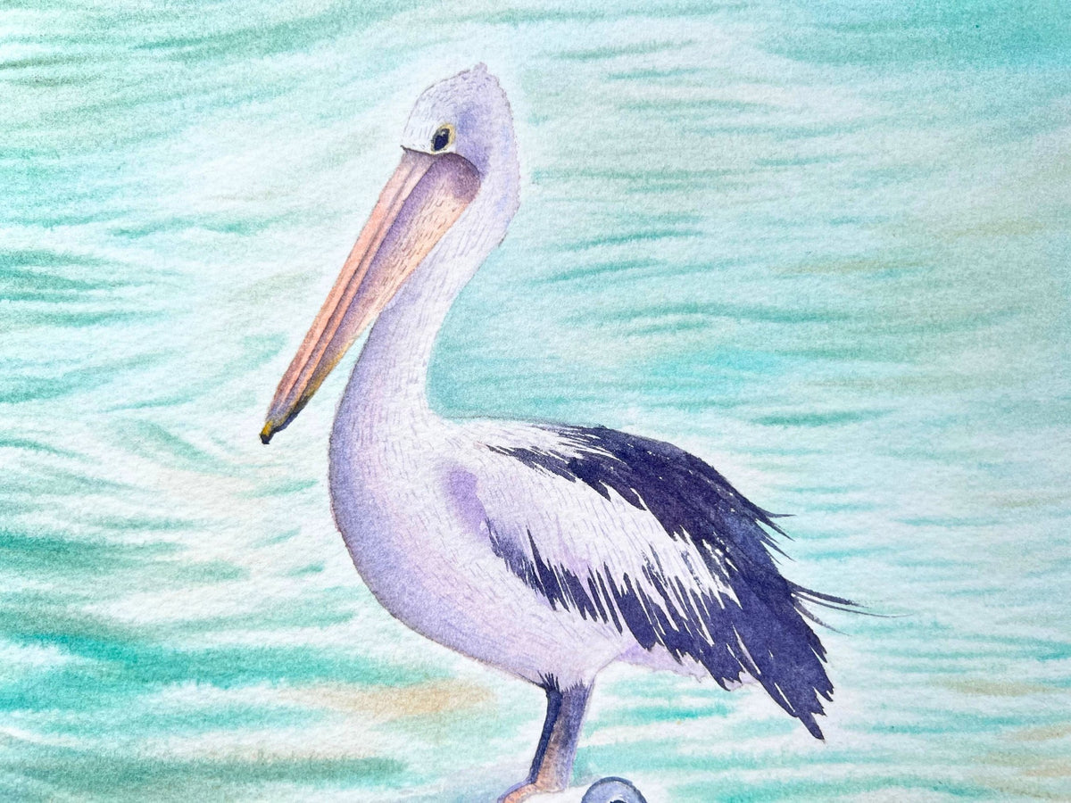 Australian Pelican  - Original Watercolor Painting
