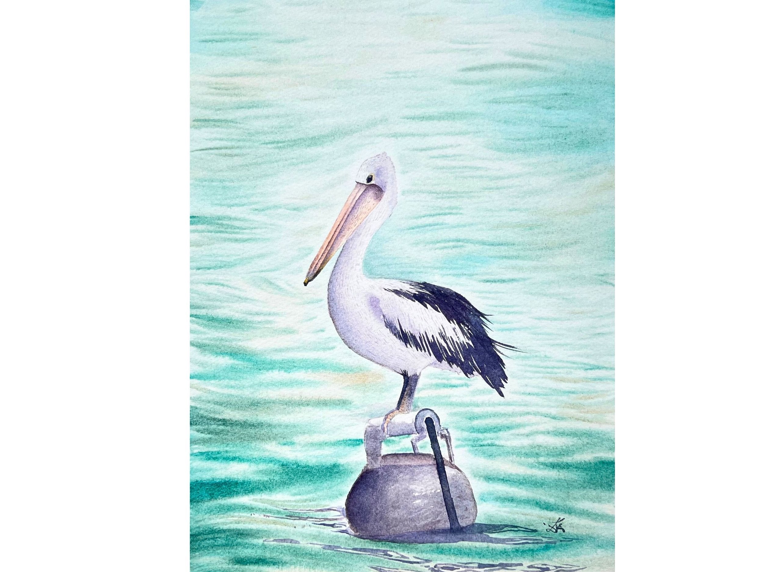 Australian Pelican  - Original Watercolor Painting