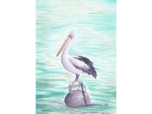 Australian Pelican - Art Print