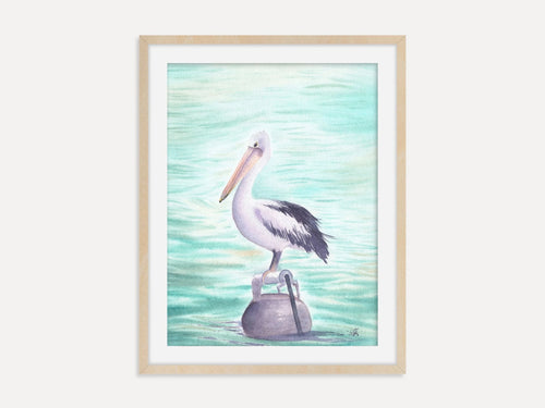 Australian Pelican - Art Print