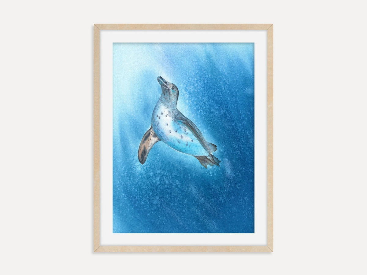 Galapagos Penguin - Art Print