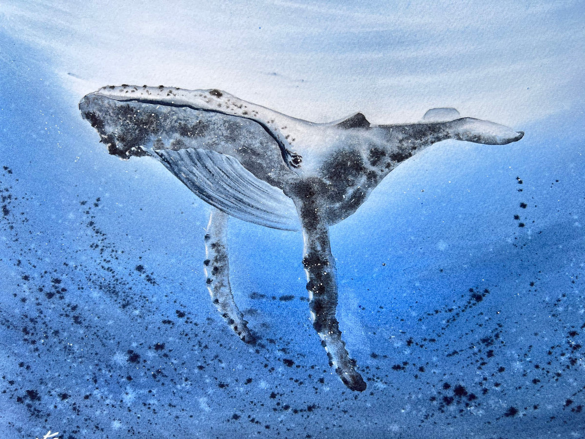 Humpback Whale  - Original Watercolor Painting