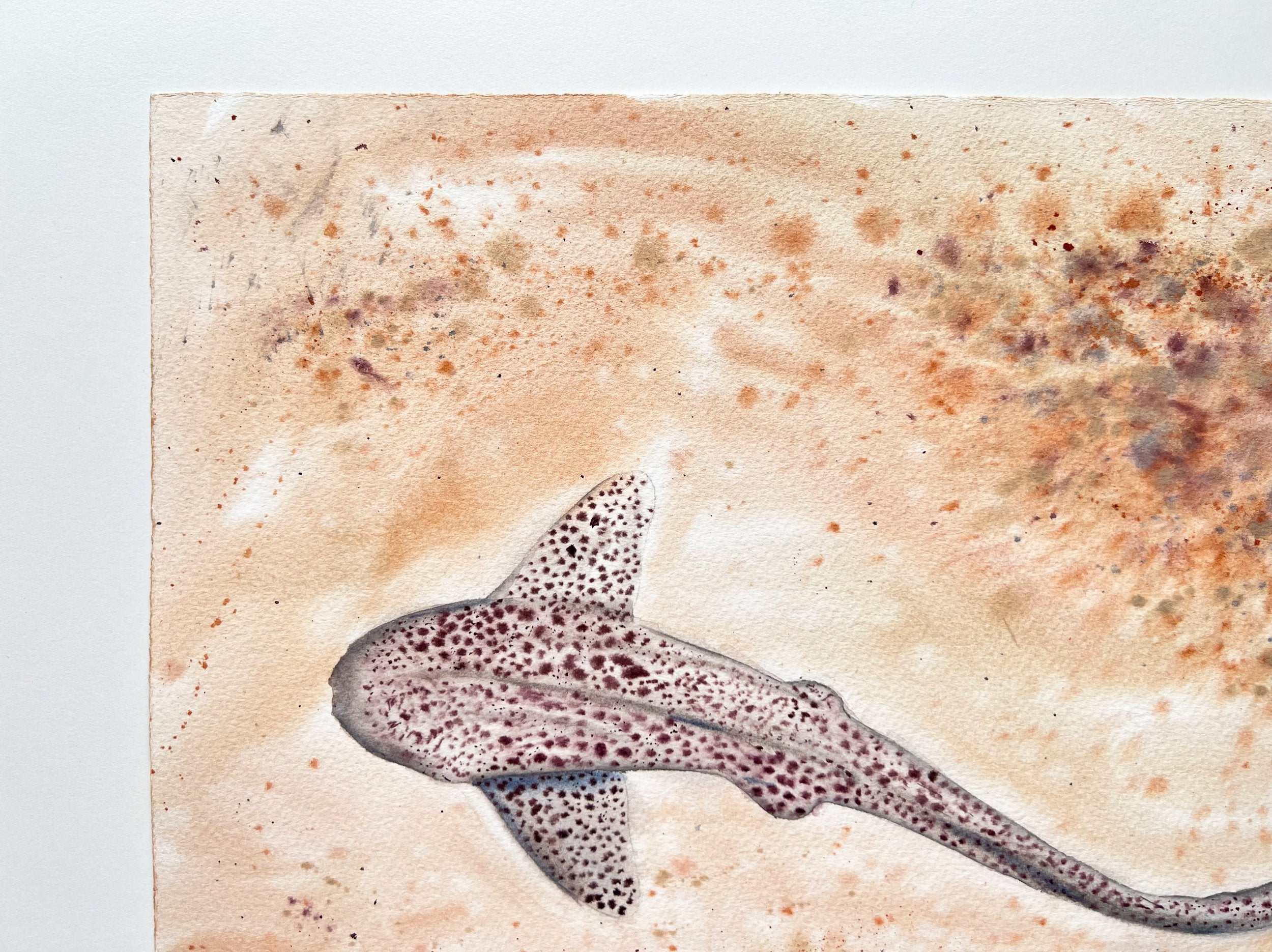 Leopard Shark  - Original Watercolor Painting