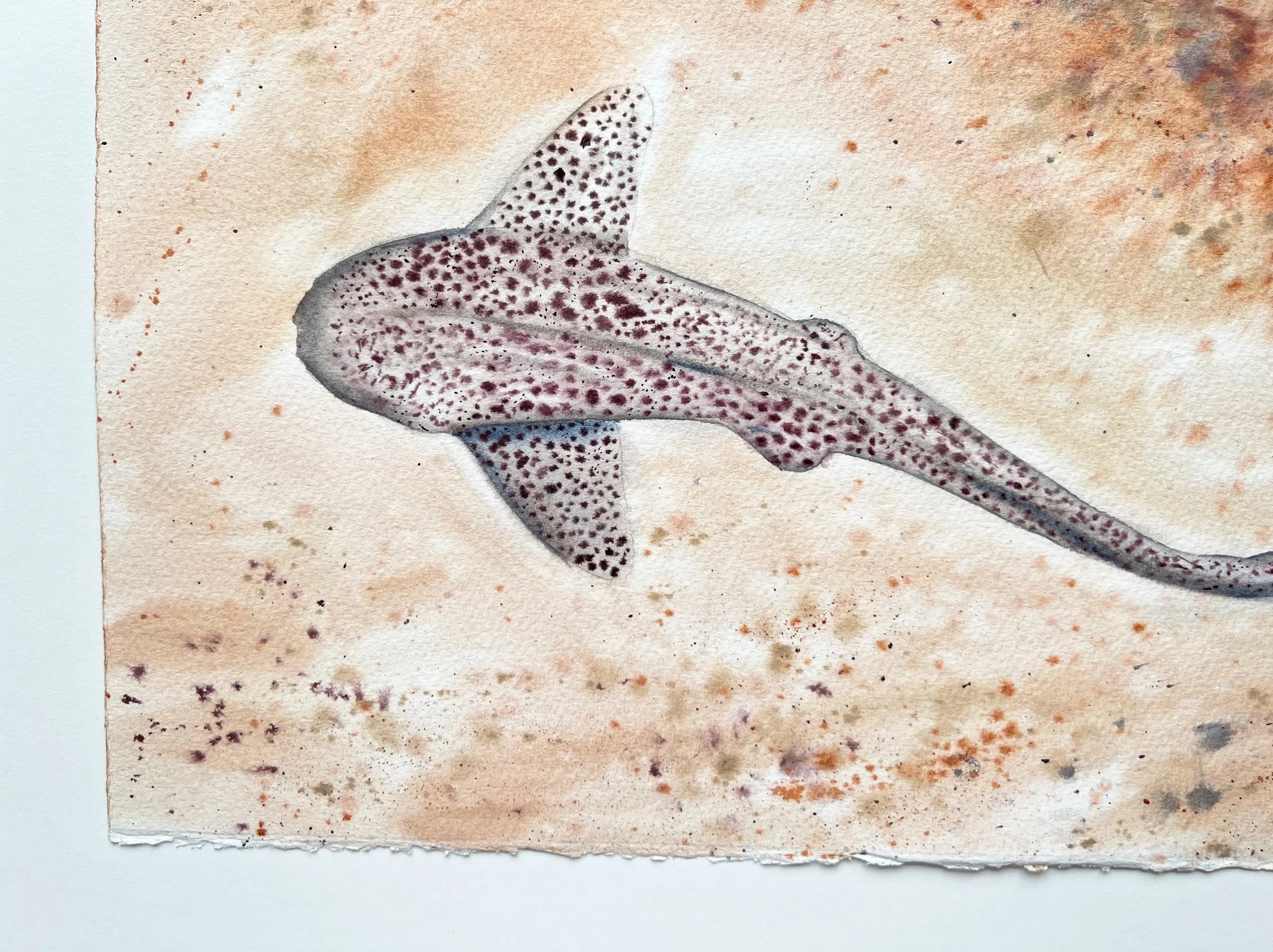 Leopard Shark  - Original Watercolor Painting