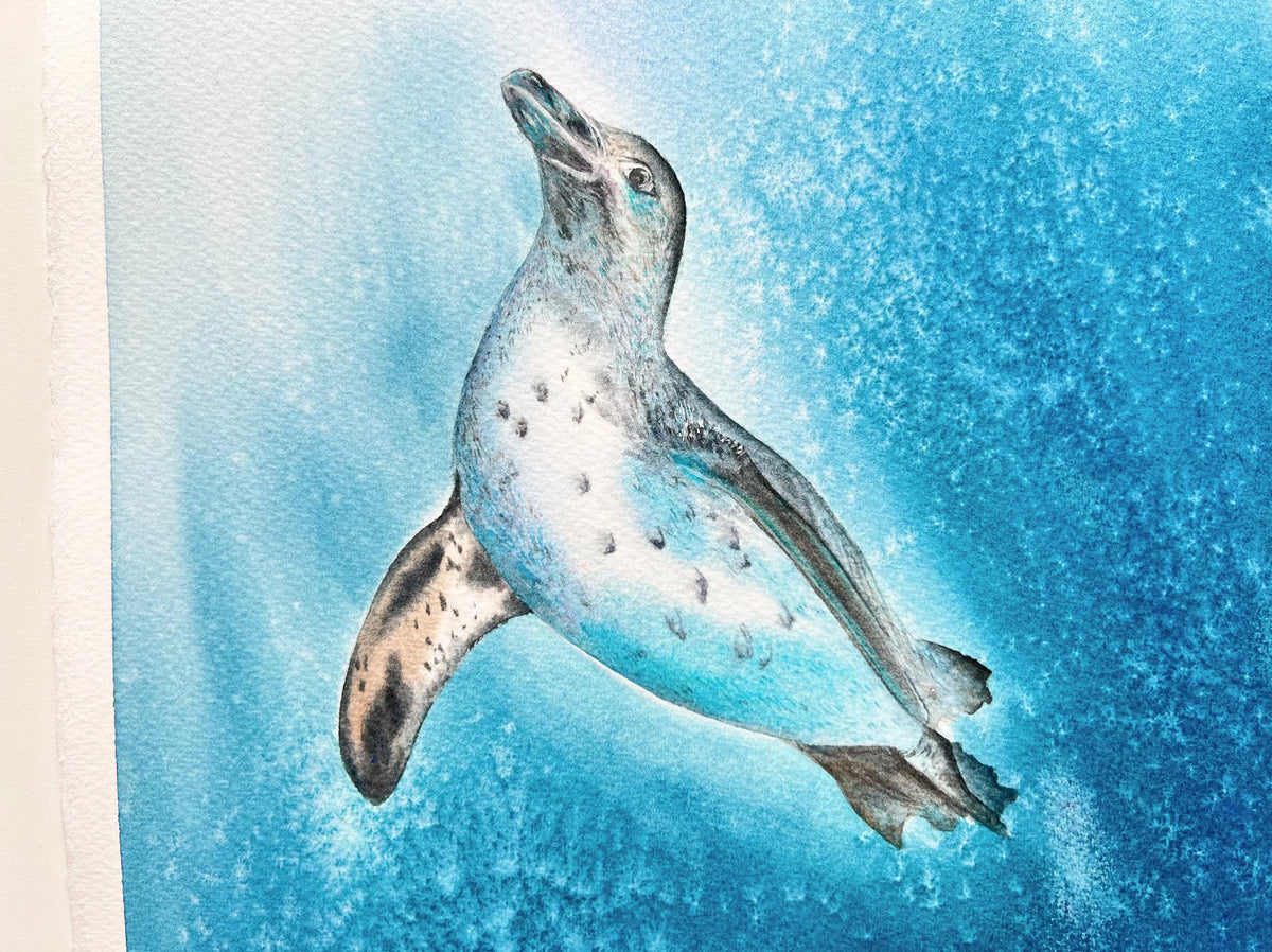 Galapagos Penguin  - Original Watercolor Painting
