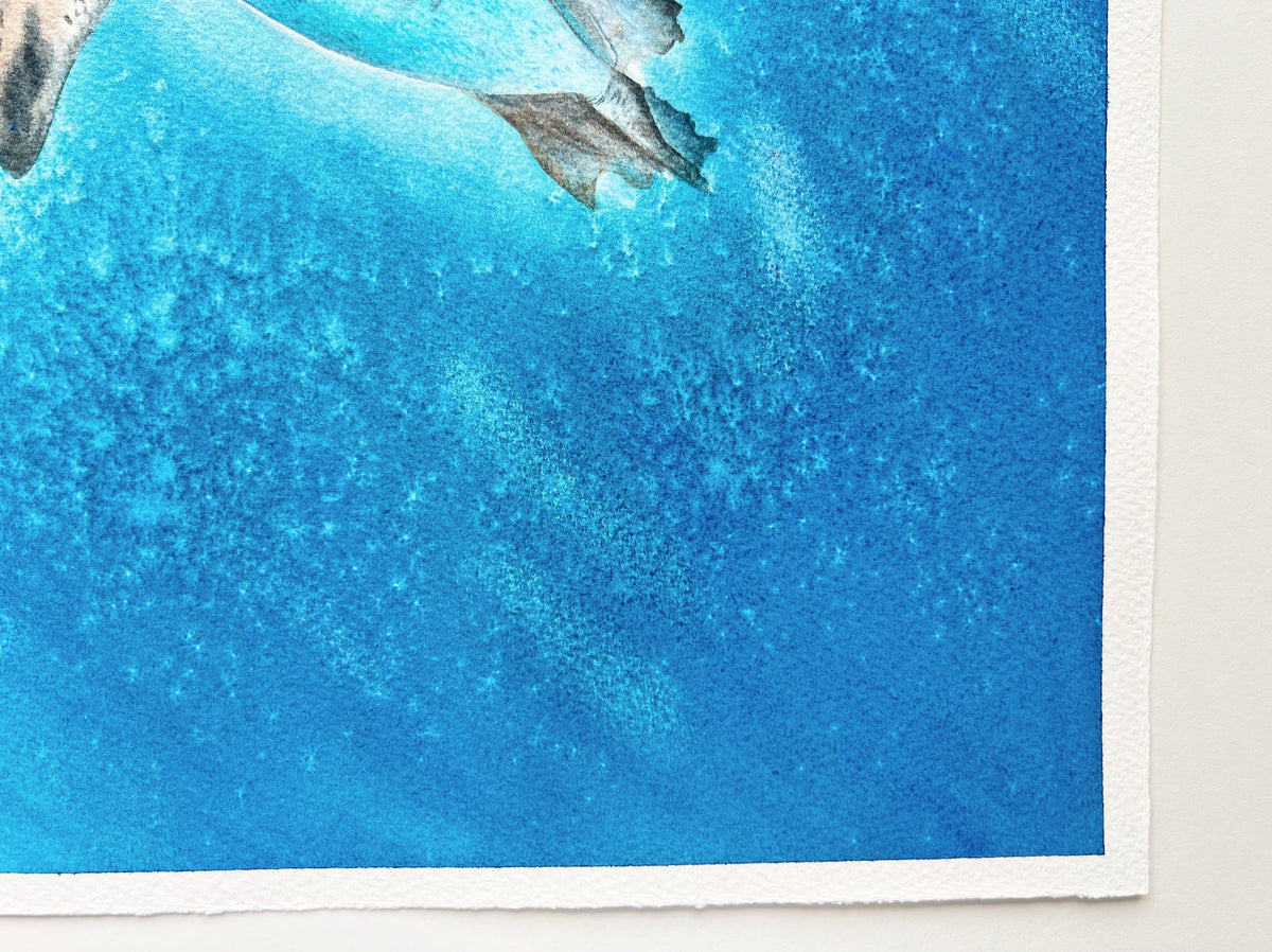 Galapagos Penguin  - Original Watercolor Painting