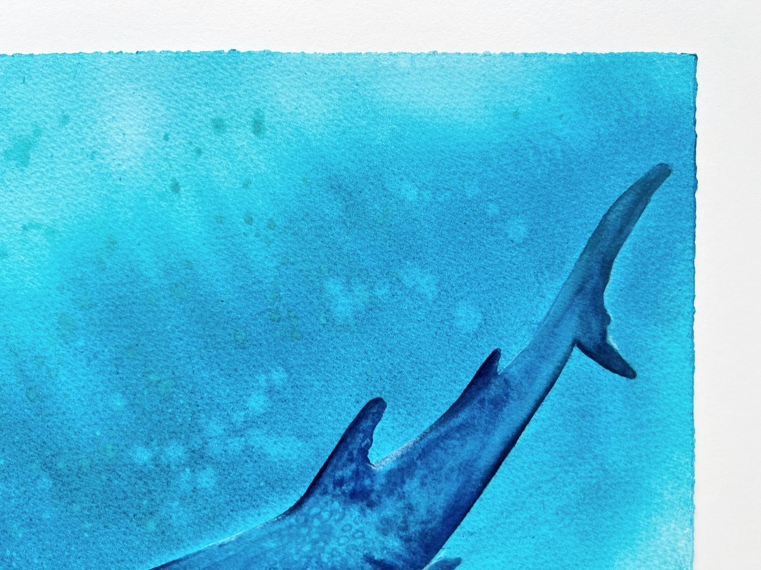 Whale Shark  - Original Watercolor Painting
