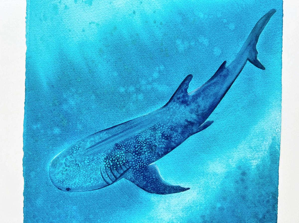 Whale Shark  - Original Watercolor Painting