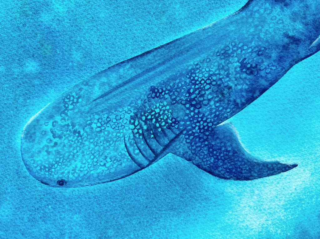 Whale Shark  - Original Watercolor Painting