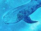 Whale Shark  - Original Watercolor Painting