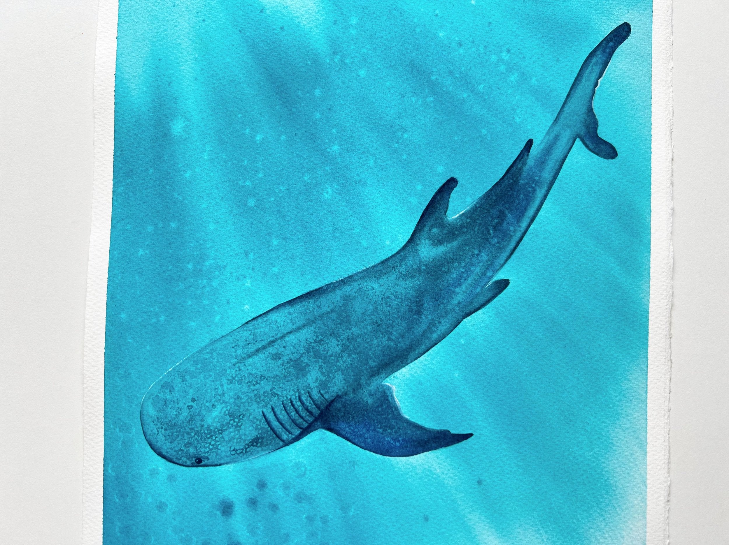 Whale Shark 2  - Original Watercolor Painting | On Display