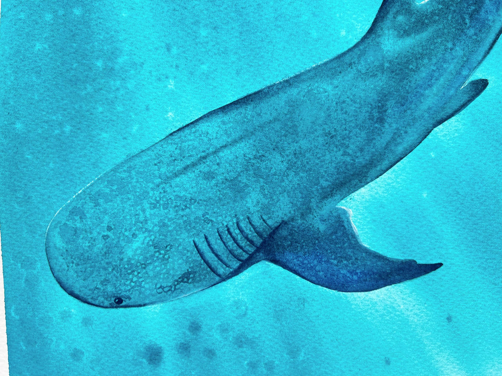 Whale Shark 2  - Original Watercolor Painting | On Display